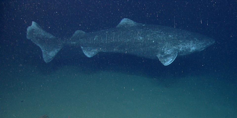 greenland shark