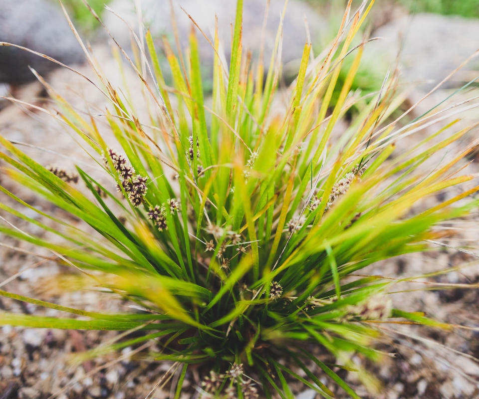 Lomandra grass