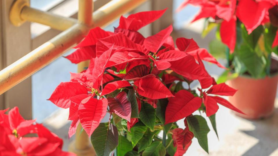 how to care for poinsettias