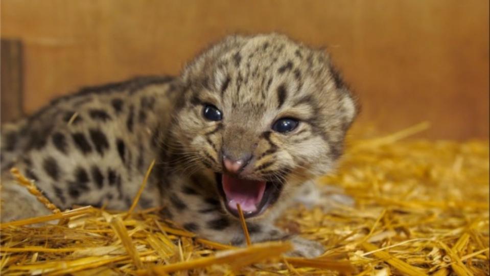 Snow Leopard - Credit: Credit: True To Nature