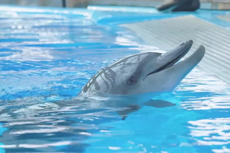 海洋公園再有一隻樽鼻海豚死亡。(海洋公園影片截圖)