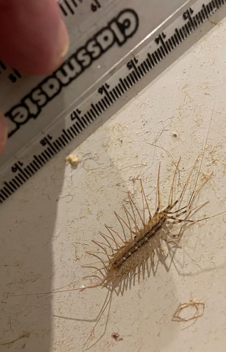 Critter confirmed as a scutigera coleoptrata - a species rarely seen in the UK (SWNS/Dr Richard Jones)