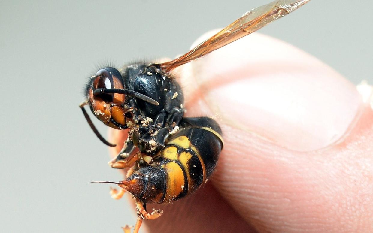 72 Asian hornet nests were destroyed last year in the UK