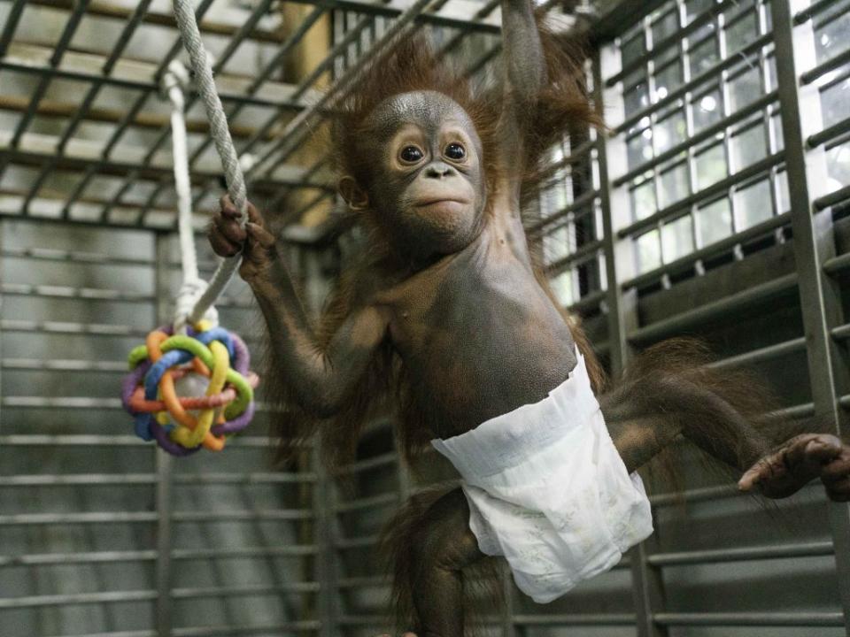 紅毛猩猩寶寶在三、四個月大時，下肢的肌肉尚未茁壯，主要藉由雙臂和手指來抓握攀爬。（台北市立動物園提供）