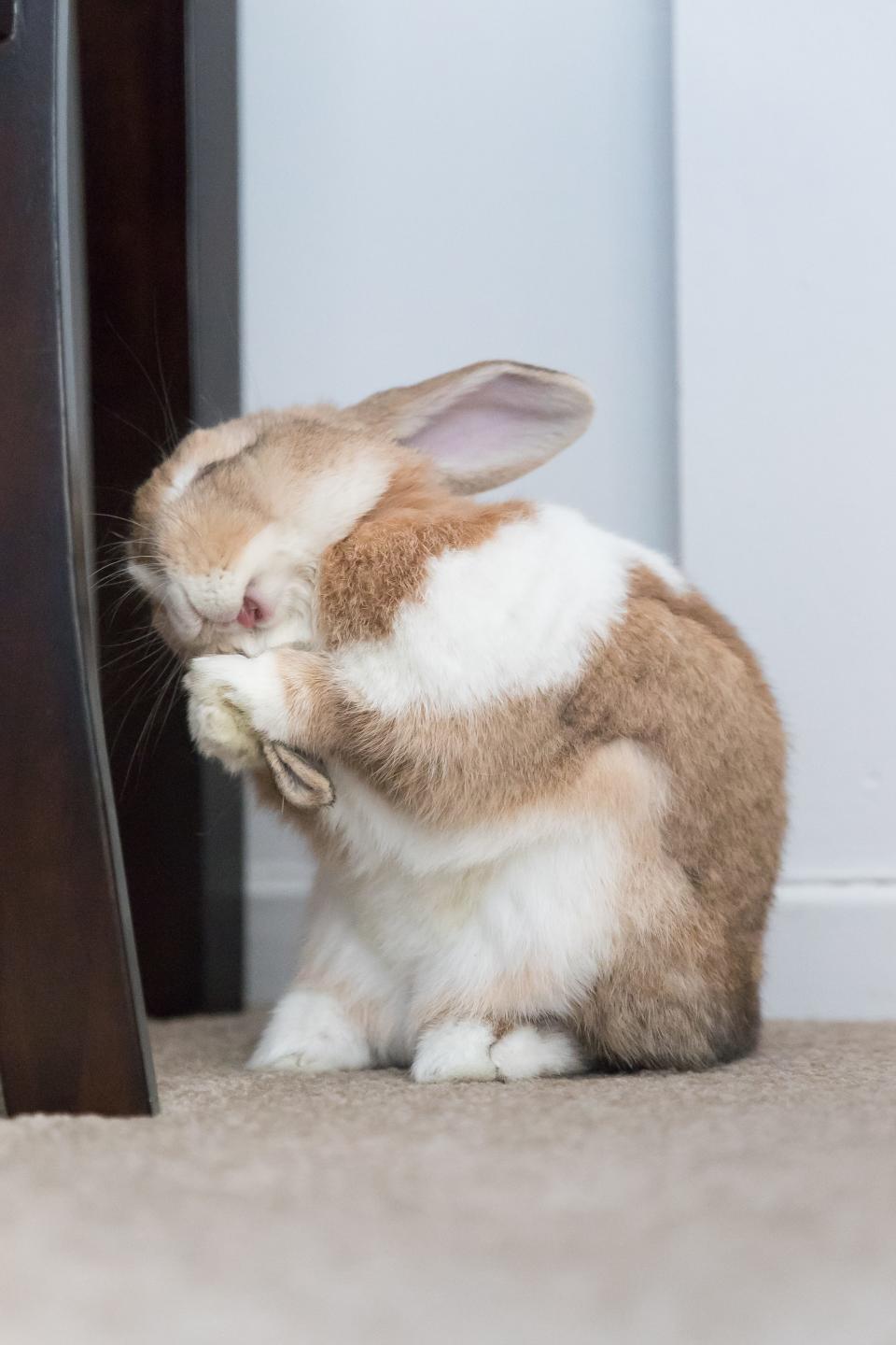 A brown and white rabbit.