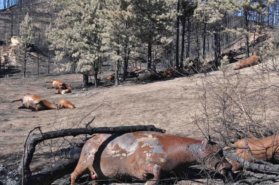 A July 6, 2012 image provided by the Kolka family, shows cattle killed by the Ash Creek Fire near Volborg, Mont. (AP Photo/Kolka family)