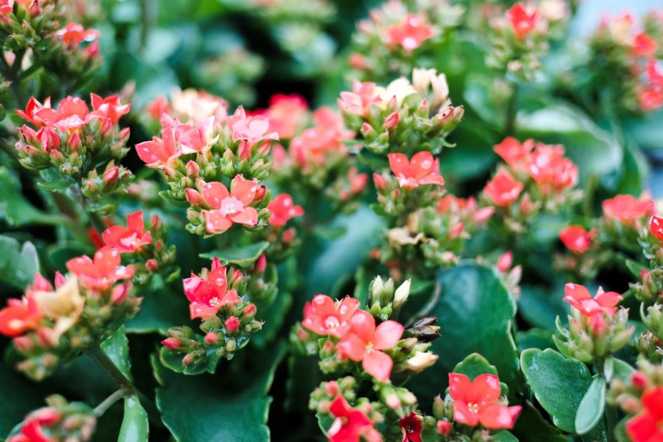 Kalanchoes