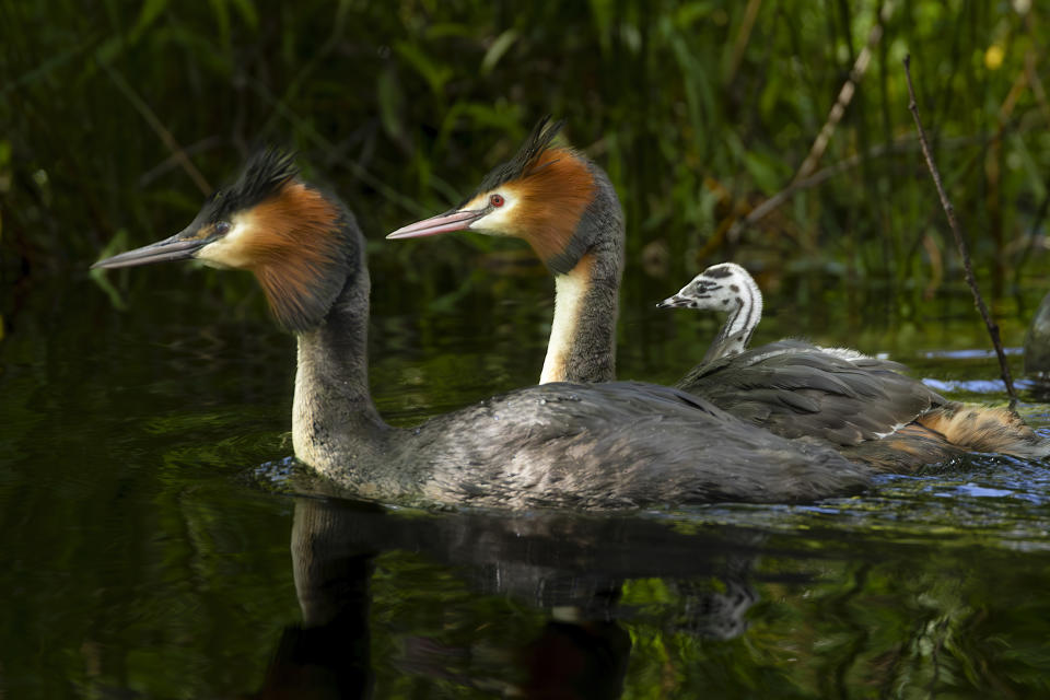 This 2022 photo supplied by the Royal Forest and Bird Protection Society shows puteketeke at Lake Ellesmere, south of Christchurch in New Zealand. Vote count for New Zealand's Bird of the Century has been delayed by comedian John Oliver's global campaign, as he discovered a loophole in the rules, which allowed anybody with a valid email address to cast a vote. So he went all-out in a humorous campaign for his favored bird, the puteketeke, a water bird, on his HBO show "Last Week Tonight." (Peter Foulds/Royal Forest and Bird Protection Society via AP)