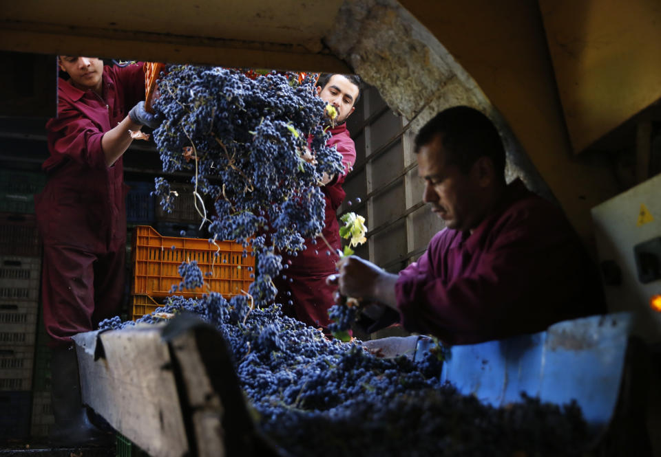 In this Saturday Sept. 8, 2018 photo, workers unload freshly picked grapes to be cleaned and begin the process that turns them into arak, Lebanon's national alcoholic drink, at the Doumaine de Tourelles winery, in the town of Chtaura east Lebanon. Homemade arak usually goes straight into gallon containers after distillation, ready for drinking. In commercial production, the arak sits in clay jugs for at least a year, making it smoother. (AP Photo/Hussein Malla)