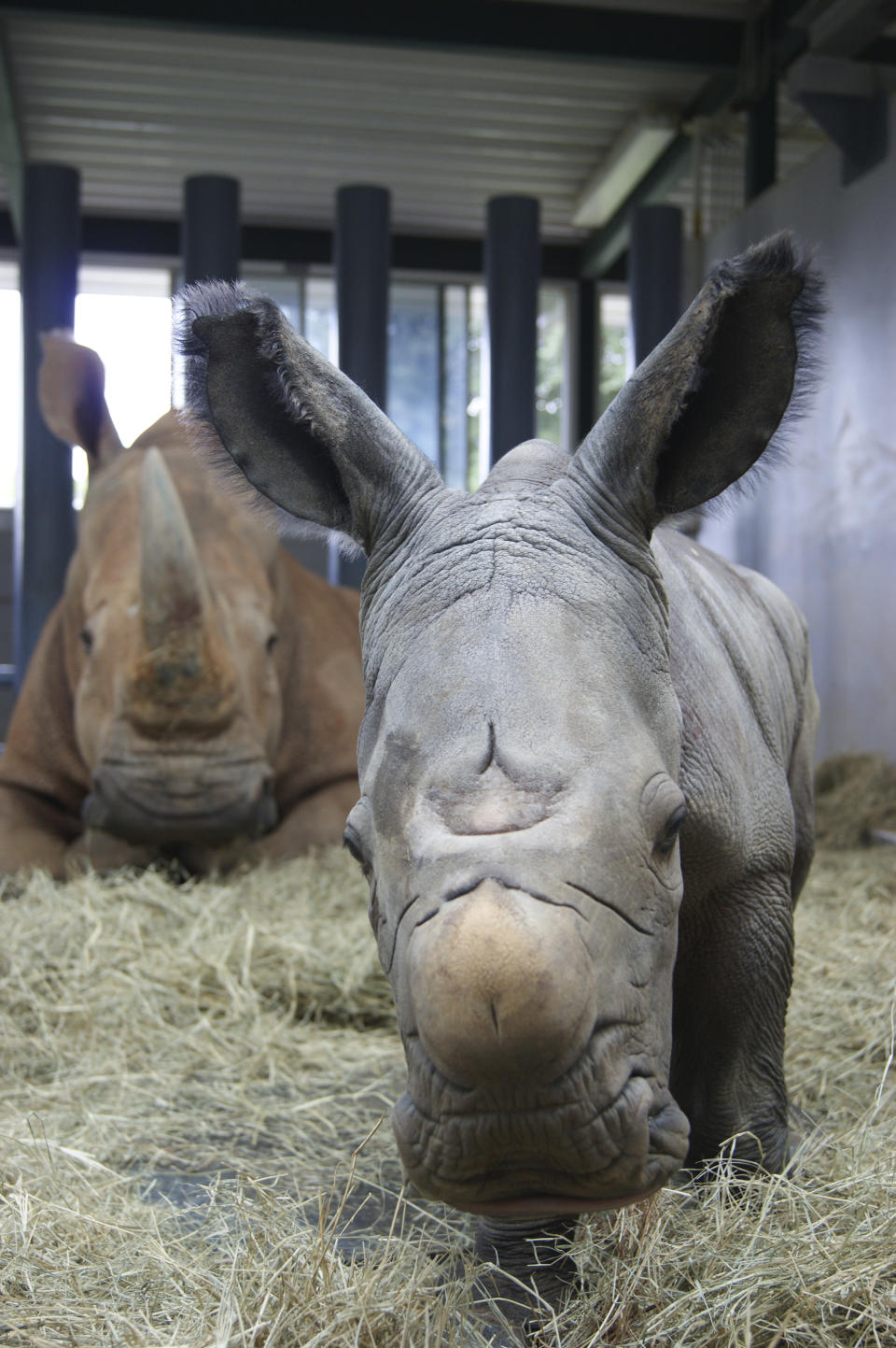 In this image provided by Walt Disney World, white rhinoceros Kendi, back left, shows off a baby male rhino she gave birth to Sunday, Oct. 25, 2020, at Disney's Animal Kingdom at Walt Disney World Resort in Lake Buena Vista, Fla. The baby rhino was the result of a Species Survival Plan overseen by the Association of Zoos and Aquariums to ensure the responsible breeding of endangered species. (Walt Disney World via AP)