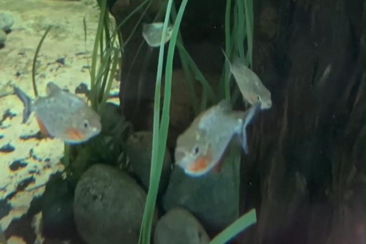Welcome - the new red piranha pictured in their tank at the zoo <i>(Image: Colchester Zoo)</i>