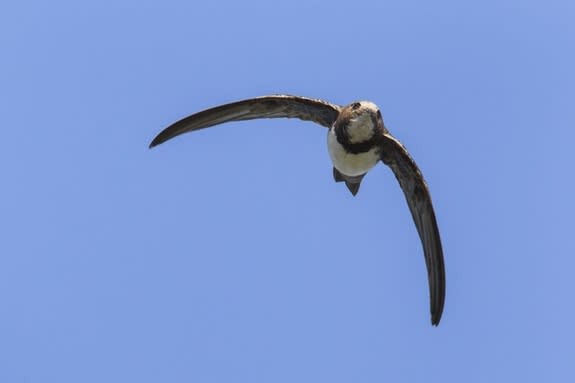 The Alpine swift has the longest non-stop flight pattern known of in the avian world.