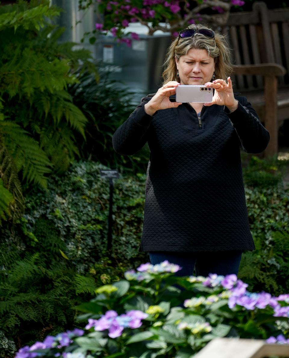 Angela Dahle takes a picture of what she believes is a plant in the Hydrangea family during the 'Senses' Spring Floral Show at the Mitchell Park Domes located at 524 S. Layton Blvd., Milwaukee.