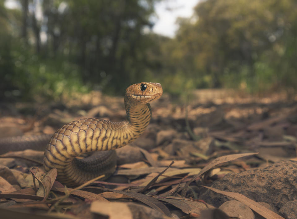A tourist has died after being bitten by a deadly snake. Source: Getty