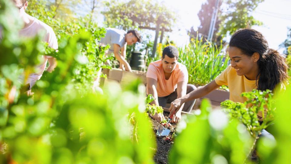 planting flowers