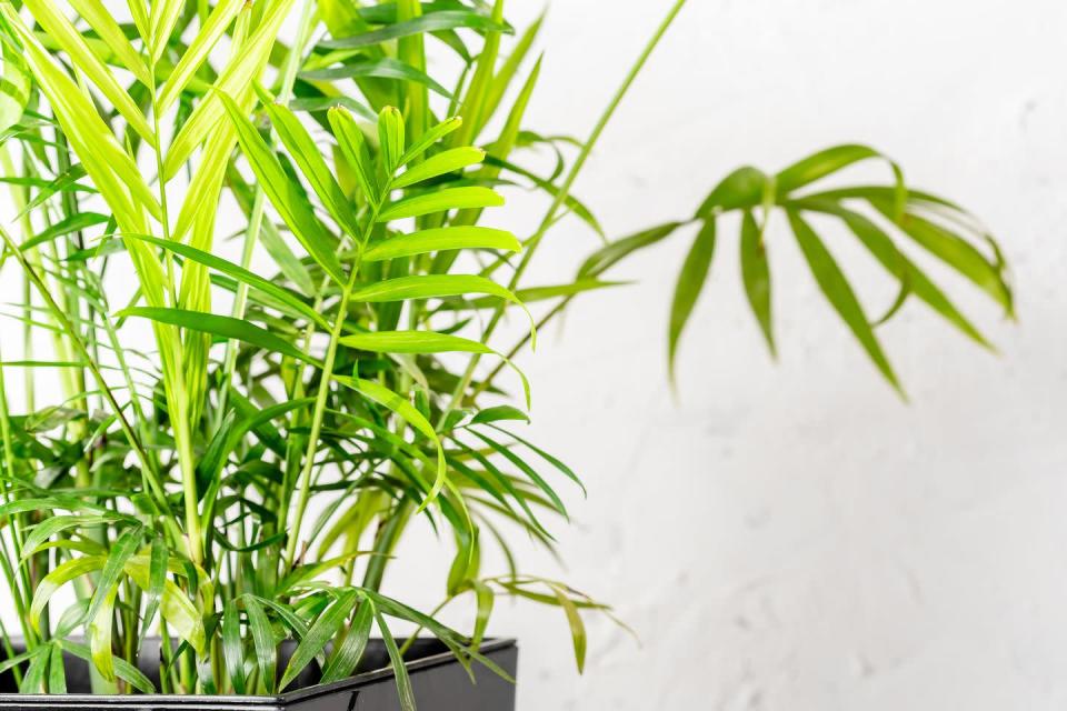 <p>Taking the fourth spot is the parlour palm, with a search increase of 146%. With excellent <a href="https://www.countryliving.com/uk/wellbeing/a668/houseplants-to-purify-house-air/" rel="nofollow noopener" target="_blank" data-ylk="slk:air purifying qualities" class="link ">air purifying qualities</a>, this beautiful green plant is easy to look after and will brighten every corner of your home. <br></p>
