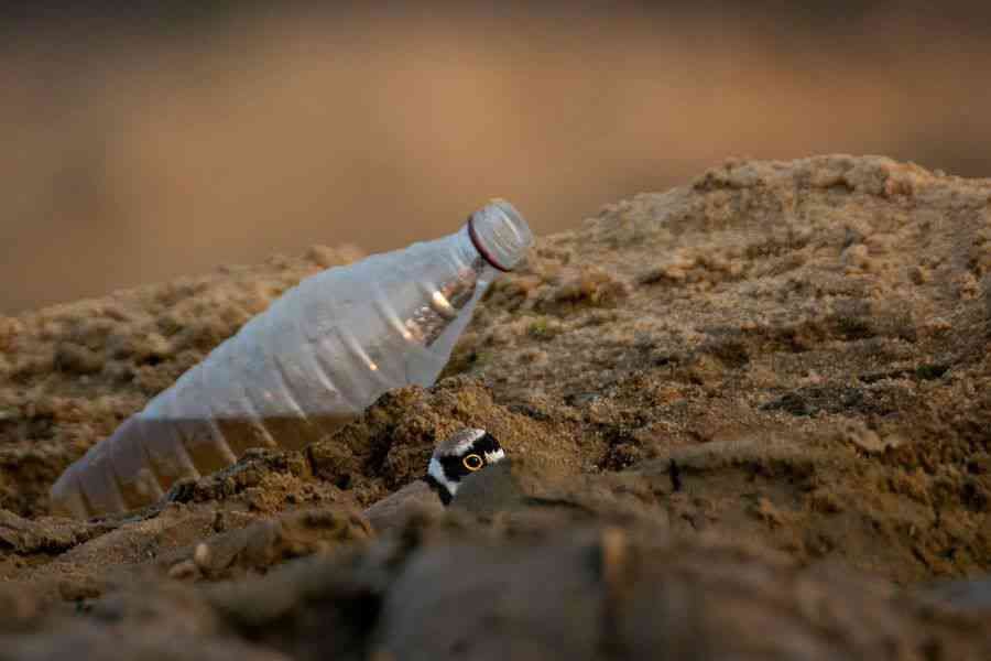 Plastic (P)lover: The beautiful, black-masked eye of a Little Ringed Plover is pictured in contrast to a plastic water bottle littered on the Ajay riverbed. By some estimates, a million plastic beverage bottles are sold globally every minute. The majority of these are never recycled and will long outlive the person who purchased them. 