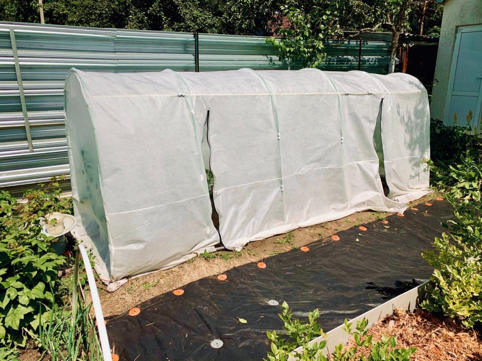 Garden row with hoop and cover to prevent bug damage. 