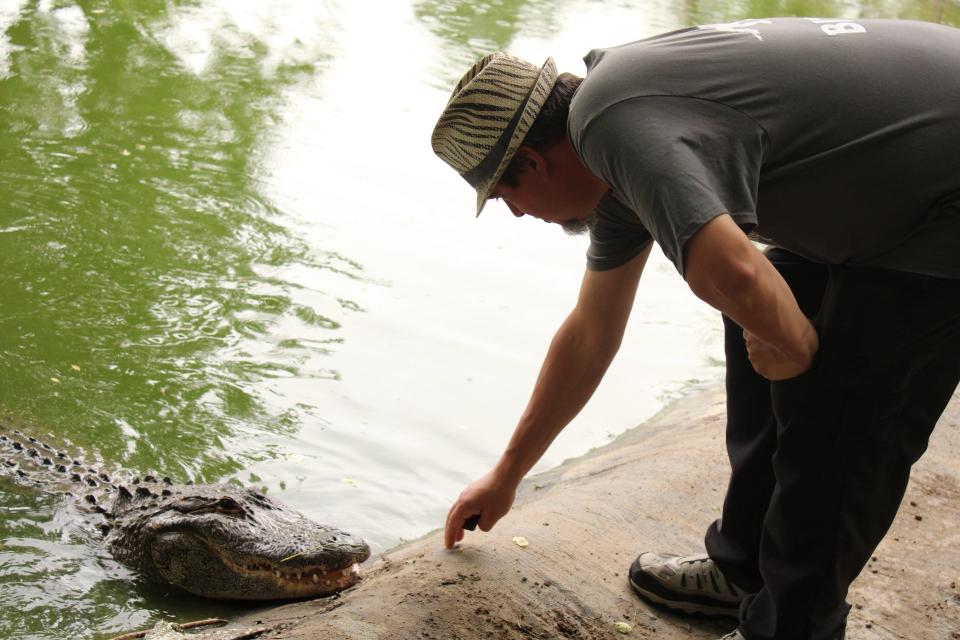 Peter Critchlow draws the attention of 9-foot alligator "Tom" Wednesday, June 1, at Critchlow Alligator Sanctuary in Athens Township.