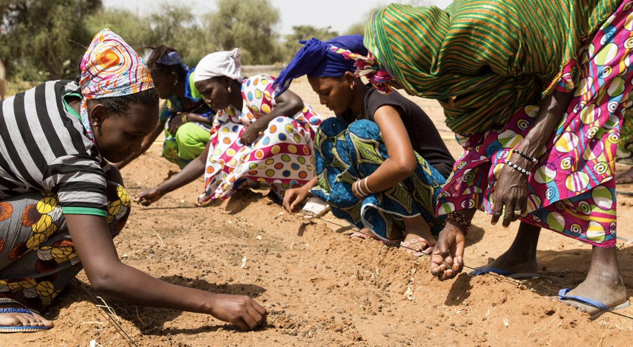 <p>Women planting along the Great Green Wall</p> (greatgreenwall.org)