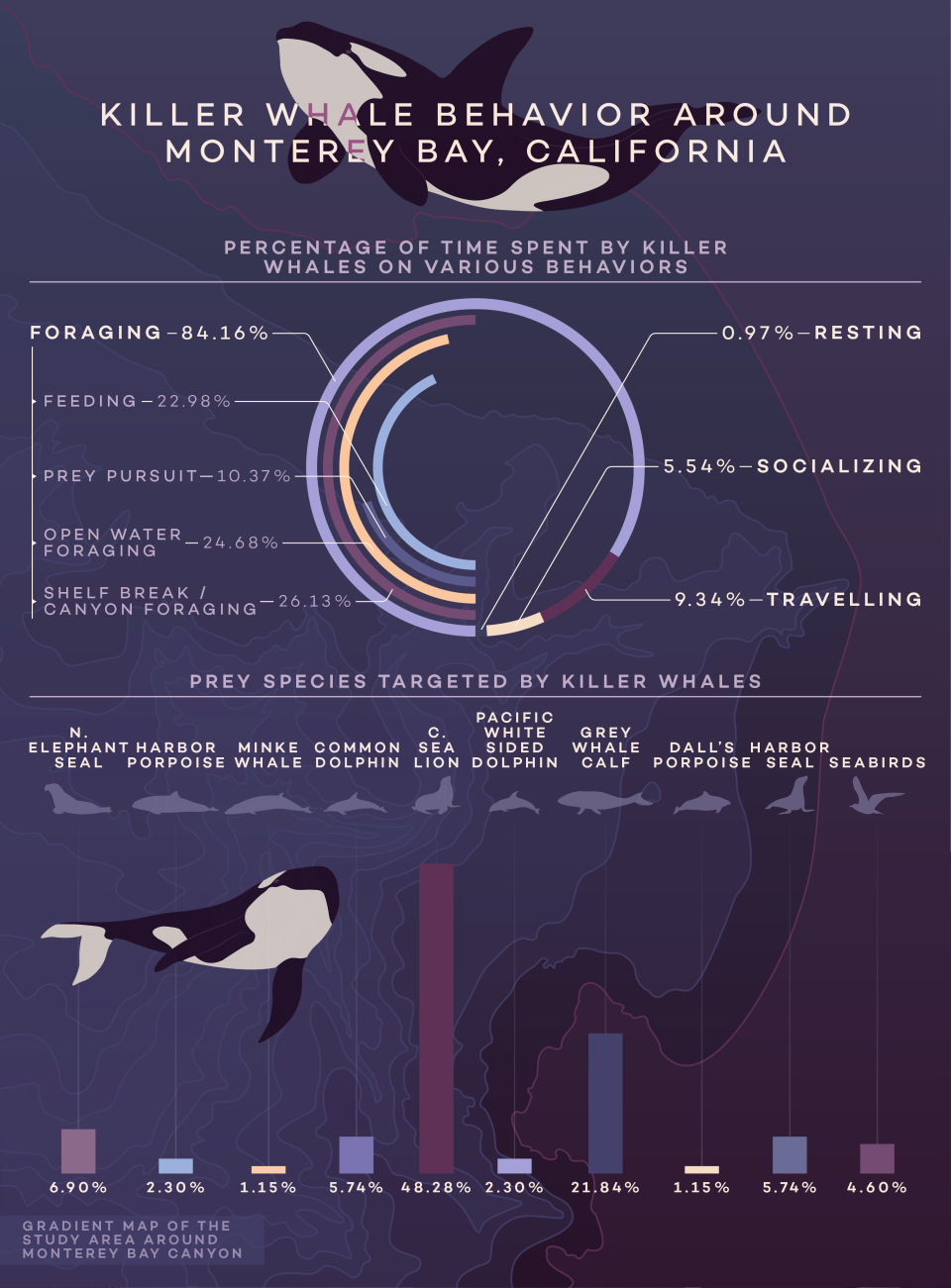 <em>Researchers observed how transient killer whales in Monterey Bay, California spent their time through 270 hours of behavioral observations. Foraging accounted for 84.16 percent of the time spent by orcas, with other activities including traveling, socializing and resting. Additionally, this study presents the main targeted prey species: mostly California sea lions, and gray whale calves. The findings provide insights into predator-prey interactions in this submarine canyon/deep-water environment. CREDIT: Anne-Lise Paris, (www.in-graphidi.com), PLOS, CC-BY 4.0</em>