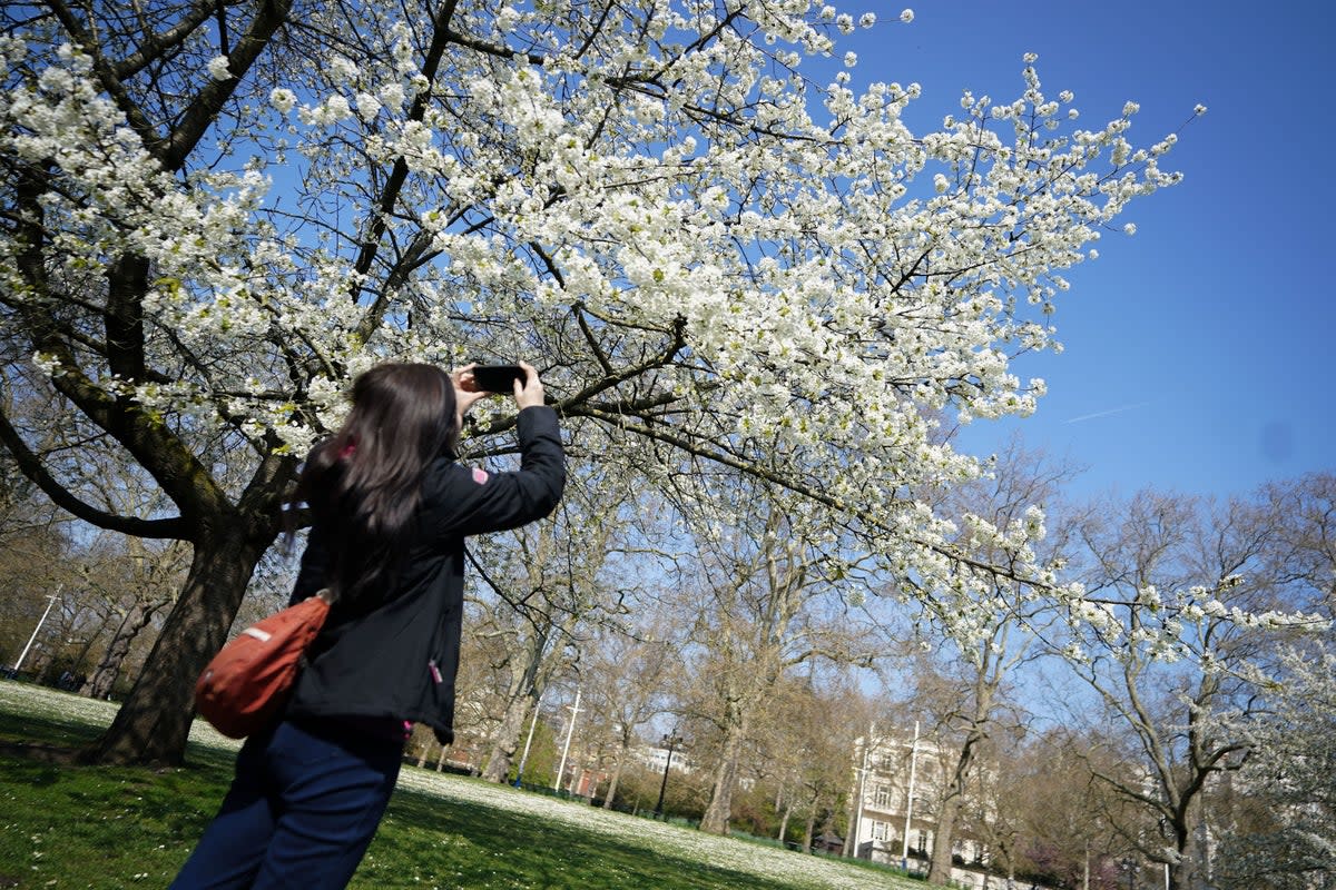 People take photos with blossom in St James’s Park (PA)
