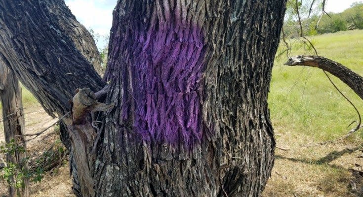 Purple paint on trees or fences is a sign for hunters to stay away, as the property owner doesn't allow hunting.