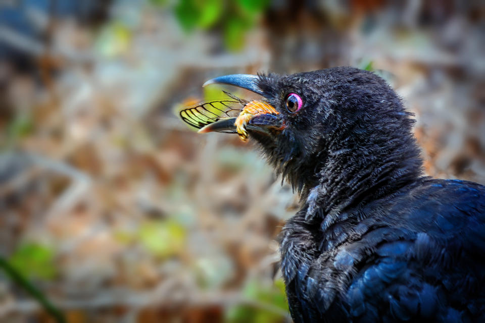 <p>Los machos de cigarra cantan no solo para atraer a las hembras, sino también para mantener a raya a sus depredadores, especialmente a las aves. Al cantar, el sonido fuerte y estridente de las cigarras hiere el oído sensible de los pájaros, además de perturbar la comunicación del grupo.<strong> (Getty Images)</strong></p> 