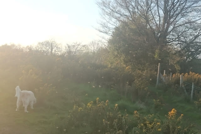 A walker was astonished after he took a photo on a countryside stroll - and discovered he had caught a family of FAIRIES on camera.See SWNS story SWFAIRY; Musician John Rutledge was walking in a farmer's field near Newbridge, Wales, and decided to take a photo of the sunny summer setting. It was only when he reviewed the pictures he discovered what looked like seven tiny winged creatures flying amongst the flowers and grass. The rapper from Goldie Lookin Chain was astonished when he zoomed in and saw what looked like tiny 4cm tall fairies, complete with wings, arms and legs.