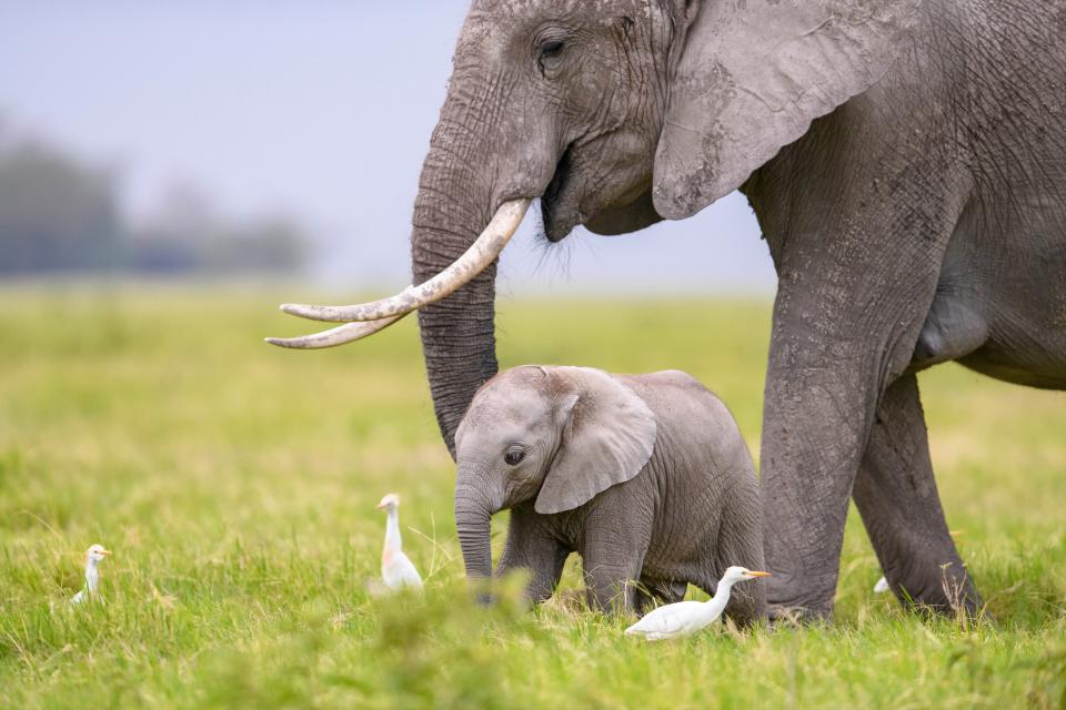 An African elephant calf feeds close to its mother.