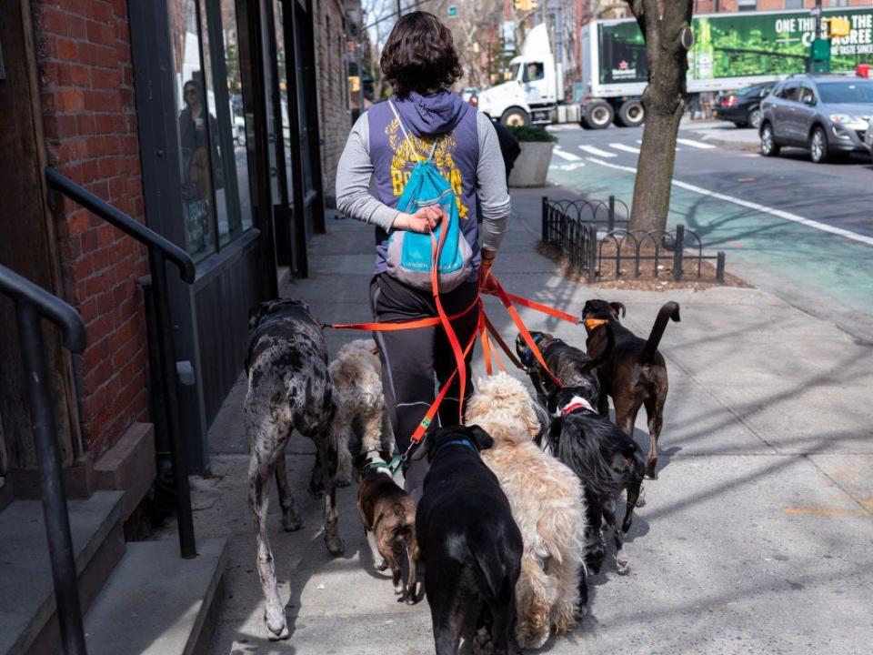 A dog walker in New York City