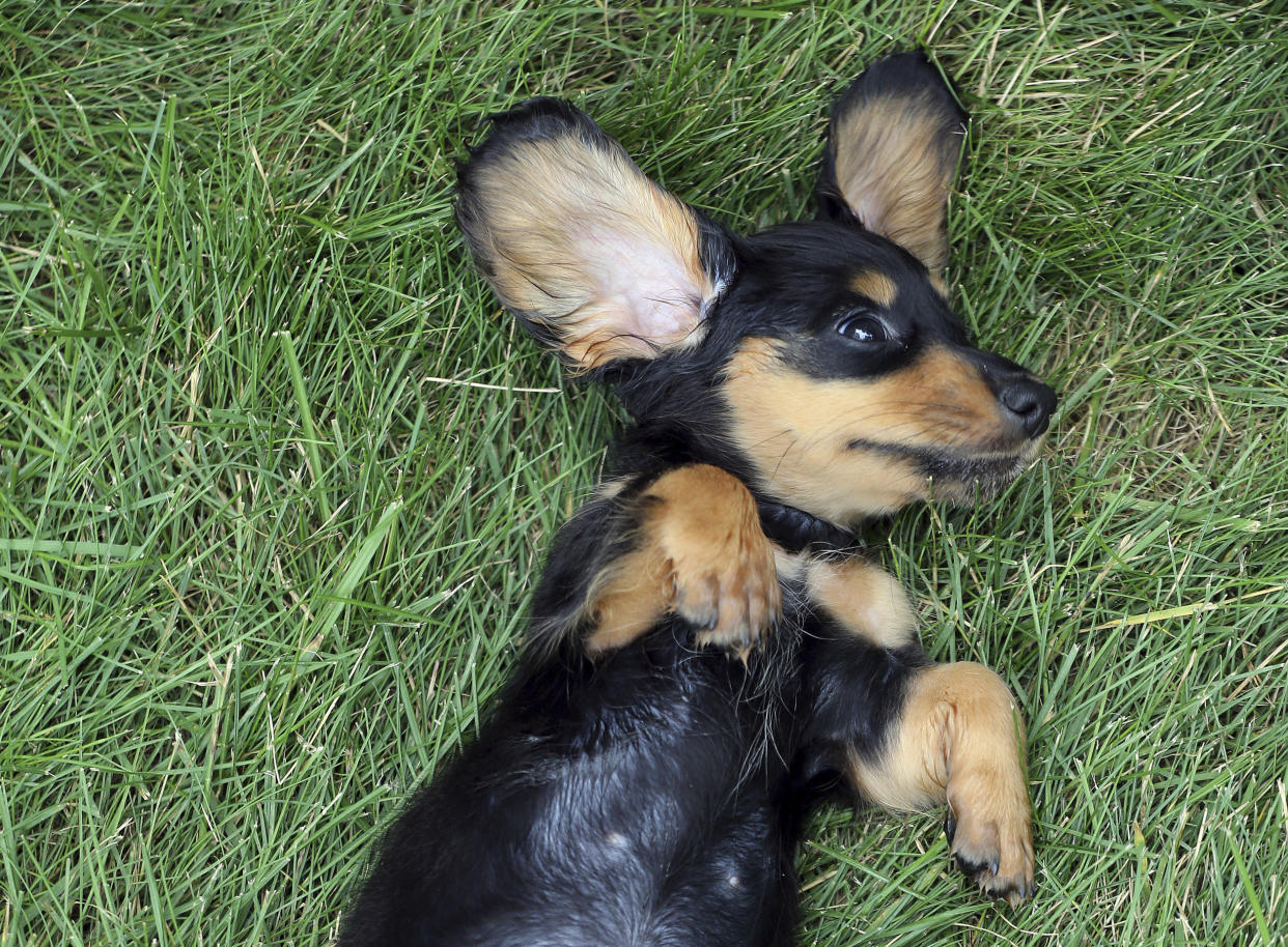 Samira, an 8-week-old Dachshund puppy
