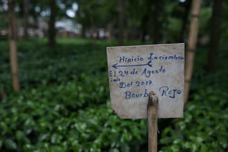 A sign that reads: "start of sowing, August 2017. Red Bourbon" is seen in a Red Bourbon new plants in a nursery in Santa Ana, El Salvador on May 25, 2018. Picture taken on May 25, 2018. REUTERS/Jose Cabezas