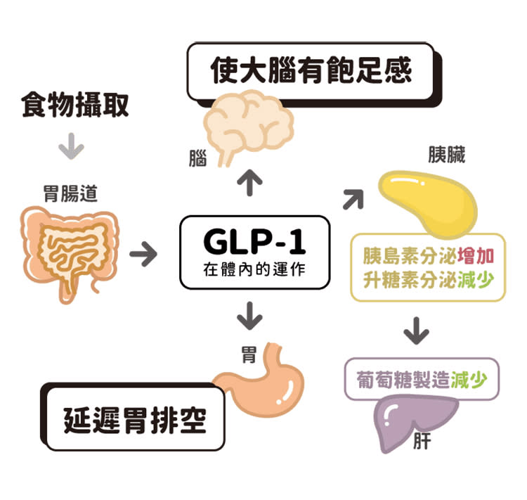 ▲GLP-1扮演抑制食慾與延長飽足感的角色(圖：粹究美學診所提供)