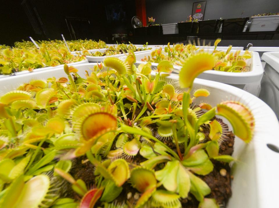 King Henry Venus flytraps grow under carefully maintained conditions at Killer Plant Company Wednesday, Nov. 3, 2021.