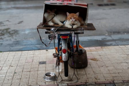 The Wider Image: China's Guangzhou rides economic change but keeps traditions