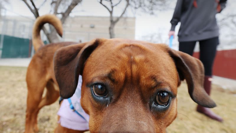 Humane Society of Utah social media coordinator Maddie Cushing watches Marcus outside of the shelter in Murray on Tuesday, Jan. 23, 2024. Officials say pets are being abandoned at a high rate in Utah.