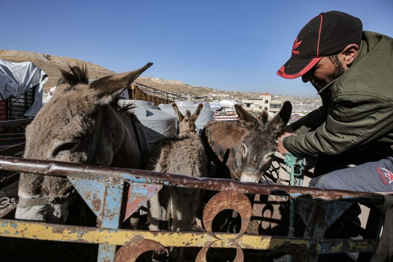 A Syrian refugee puts his donkeys inside a truck as he prepares to leave Lebanon back to Syria. Lebanon will resume the “voluntary return” of Syrian refugees to their homeland. Marwan Naamani/dpa