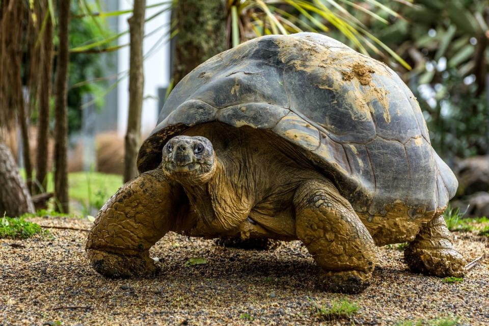 Giant Tortoise