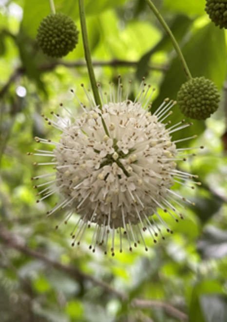 Covered in a fringe of long pistils, buttonbush blooms are reminiscent of pincushions or small bursting fireworks.
