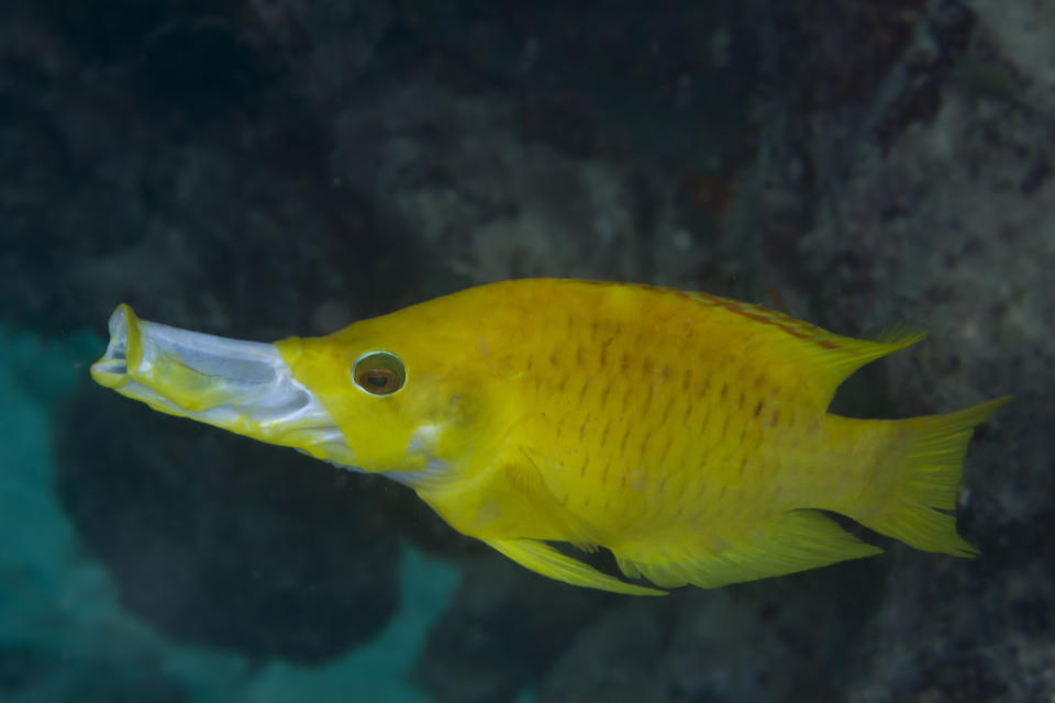 Slingjaw wrasse searches for prey