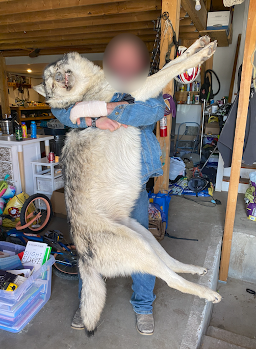 A person holding up a large wolf carcass