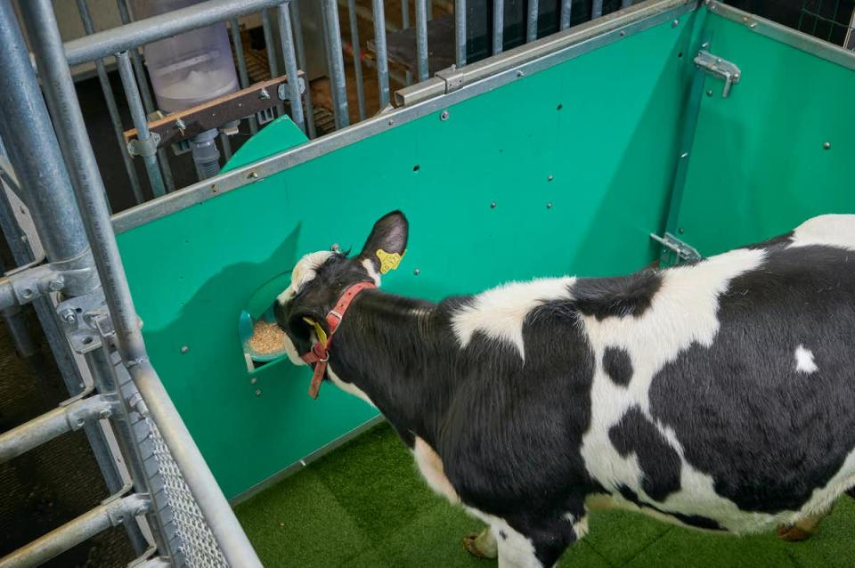 Calves were given a tasty treat after using the latrine pen. Source: Provided