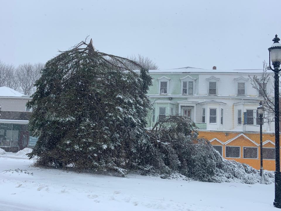 The big tree in Lafayette Square in Gardner, which serves as the city's official Christmas tree, was snapped in half by high winds early on Thursday.
