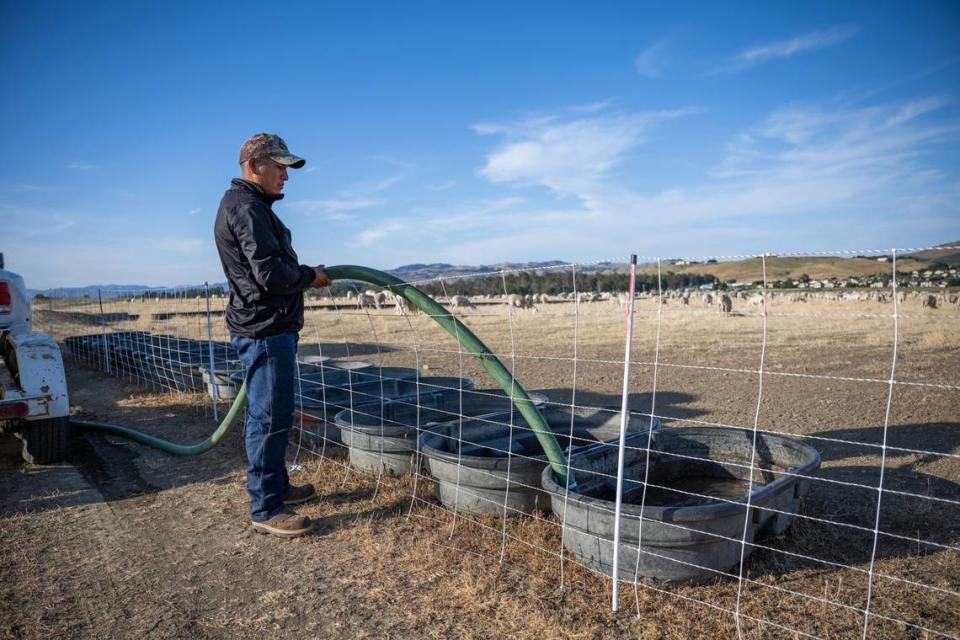 Luis Yauri Oyala fills tubs with water for his herd of sheep grazing at American Canyon on June 13. As wages increase, companies that own animals will have to make tough decisions, said Oyala, who feels it will force layoffs.