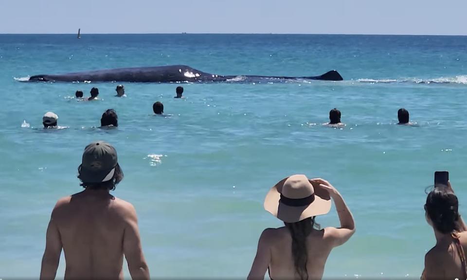 Una enorme ballena emerge a pocos metros de la orilla, deleitando a los bañistas