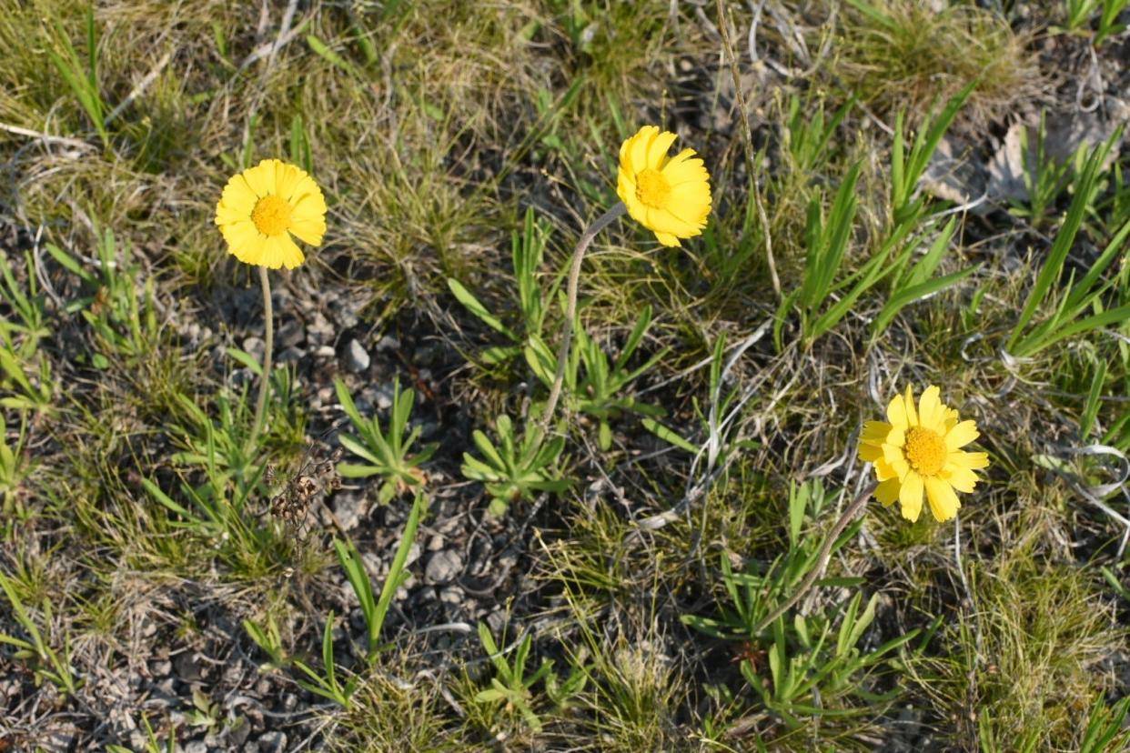 The Lakeside daisy, small yellow flowers, are a federally listed threatened species in the United States and Canada, with populations in Ohio, Michigan, the Bruce Peninsula and Mantioulin Island, Ontario, and two counties in Illinois.