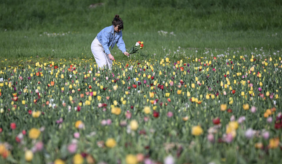 Ihr müsst nur ein paar kleine Tricks wissen für euren Blumenstrauß.  - Copyright: picture alliance / Pressebildagentur ULMER | Markus Ulmer