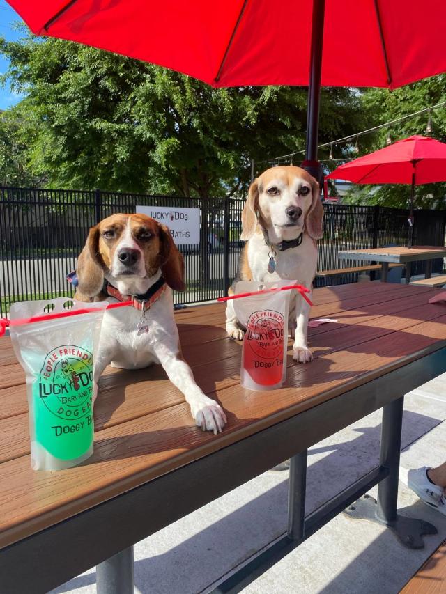 Bark in the Park - The Observer