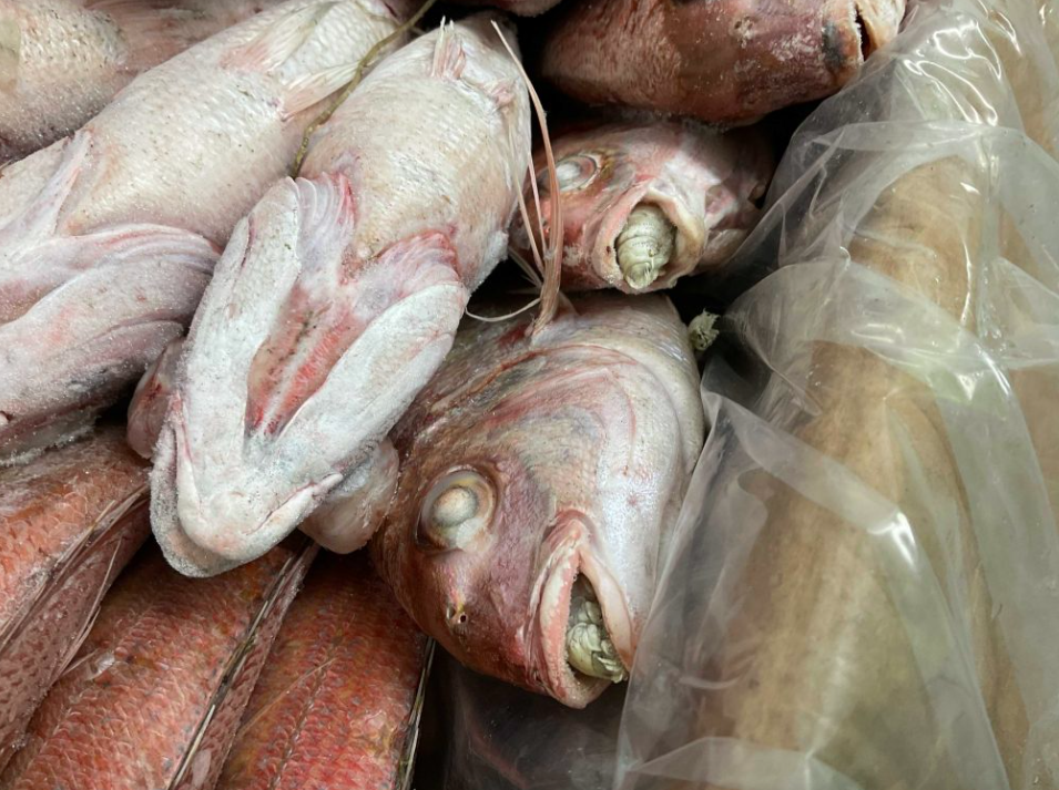 The parasites were in sea bream that were intended for human consumption. (Suffolk Coastal Port Health Authority)